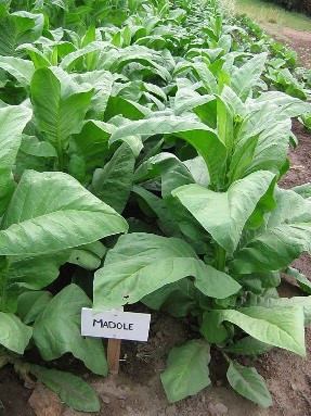 Madole Tobacco Plant